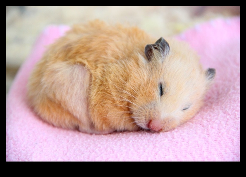 Hamster Uyku Düzenleri Devam Ediyor: Rahat Bir Uyku Ortamı Oluşturma