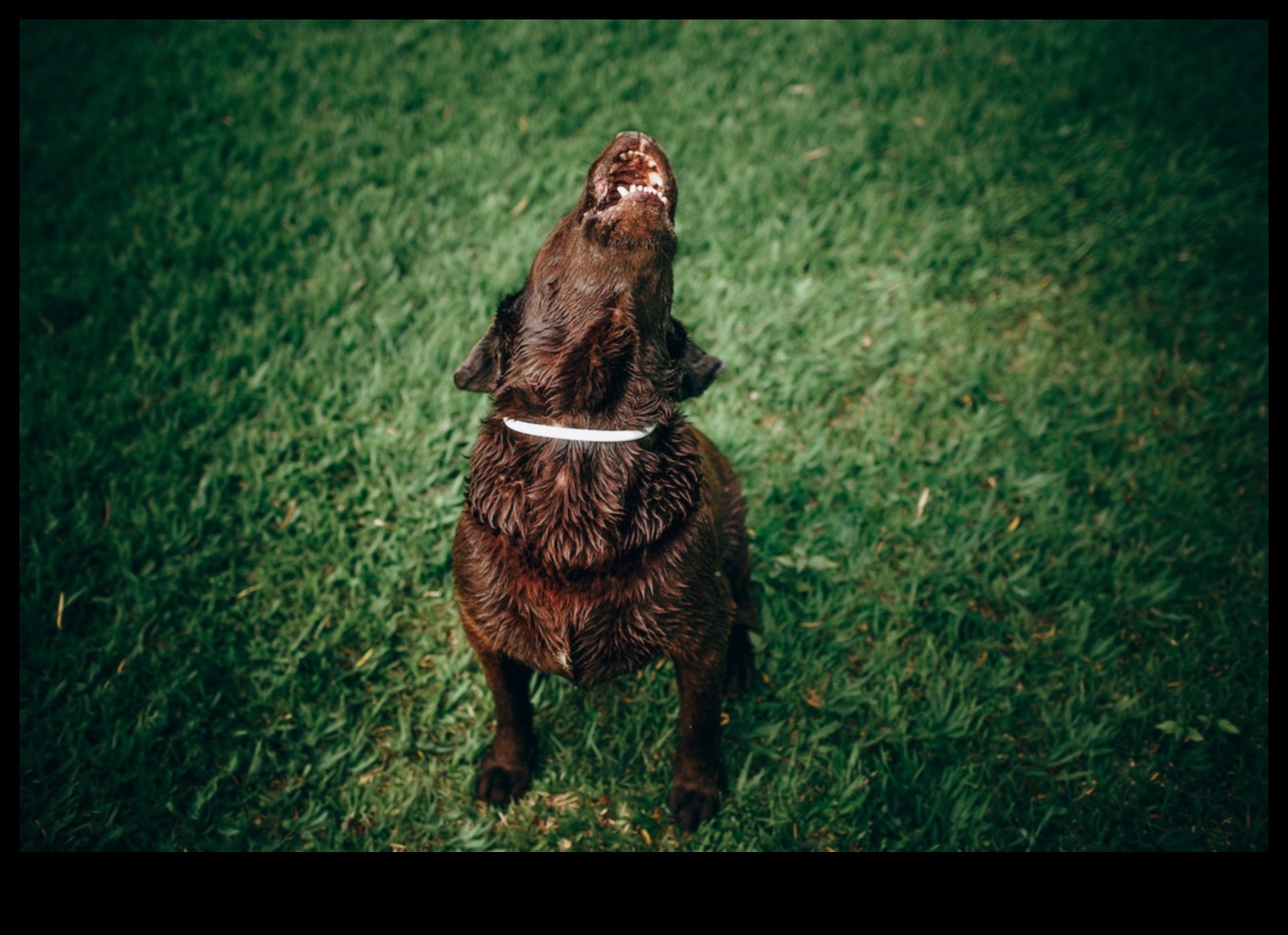 Uluyan Uyum: Köpek Havlamasını Anlamak ve Ele Almak