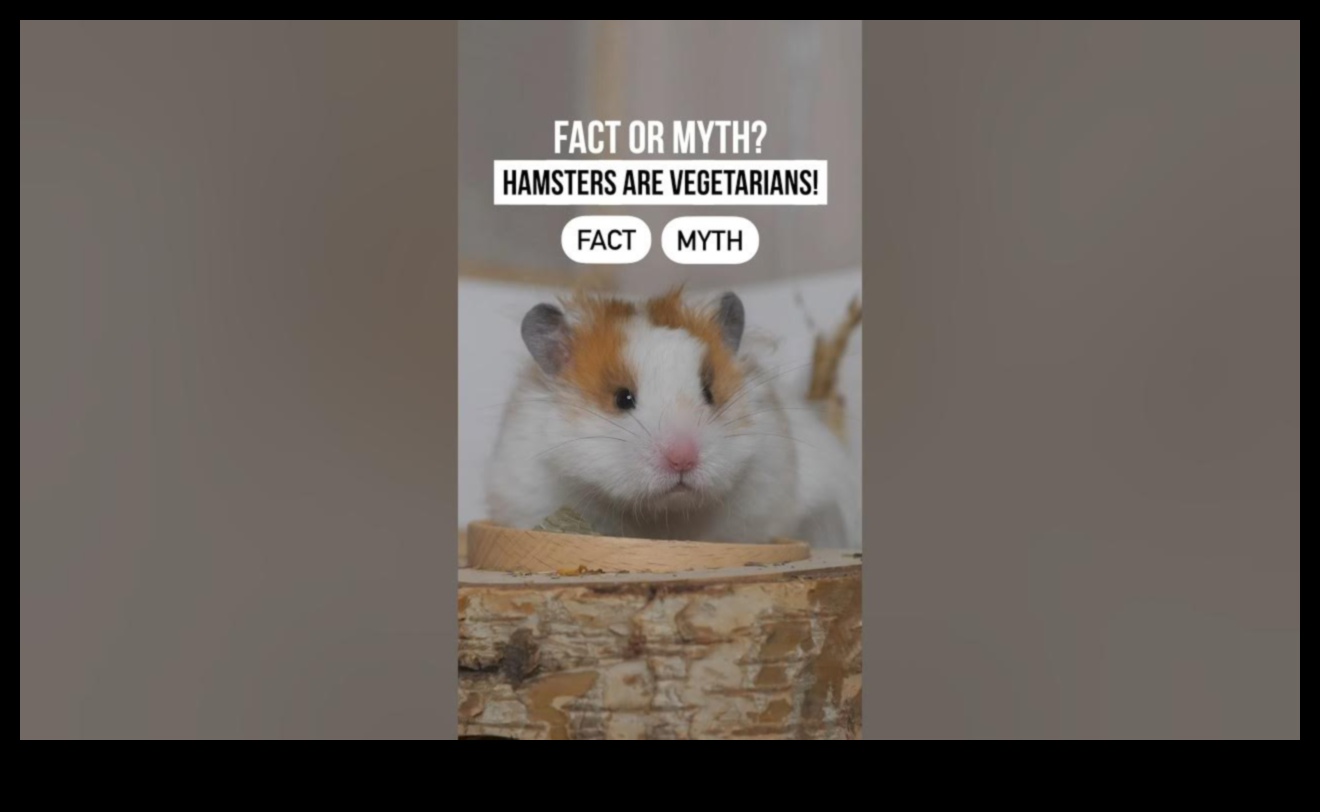 Hamster Beslenme Efsaneleri Devam Ediyor: Popüler İnançların Gerçek Kontrolü