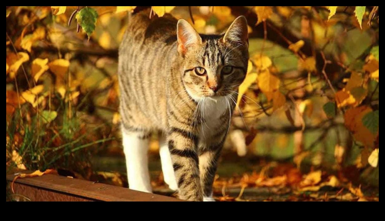 Kedi Bilmeceleri: Yaygın Kedi Sorunlarına Yönelik Sorun Çözme