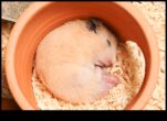 Hamster Uyku Düzenleri Rahat Bir Uyku Ortamı Oluşturmaya Devam Ediyor